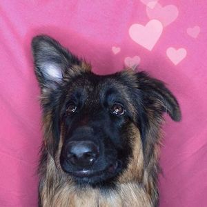 Meet your Posher, Alice